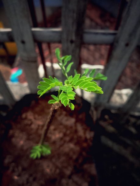 新鲜的叶子图片下载