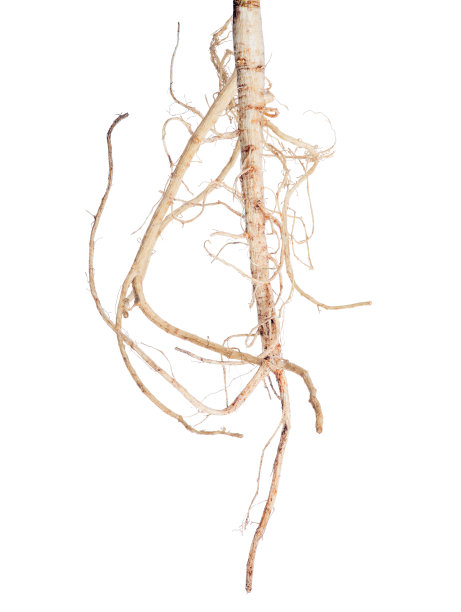 孤立在白色欧芹上，轻的单个大的根图片下载