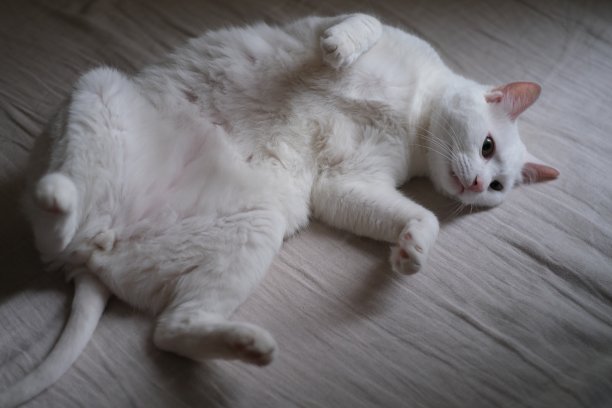 一只纯白的猫躺在床上。图片下载