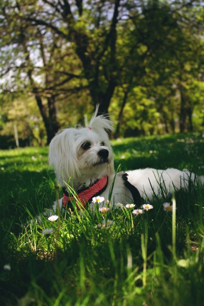 诺埃尔图片下载