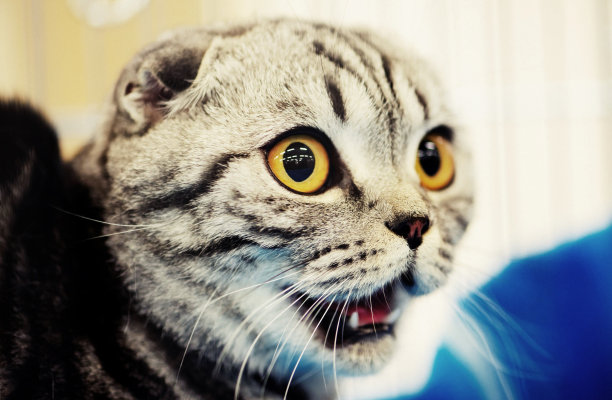 有趣的猫图片下载