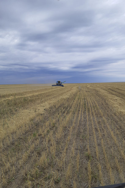 麦田收获机在田间收获小麦图片下载