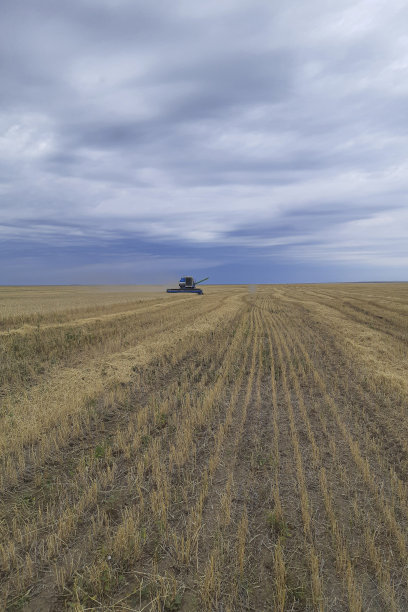 麦田收获机在田间收获小麦图片下载