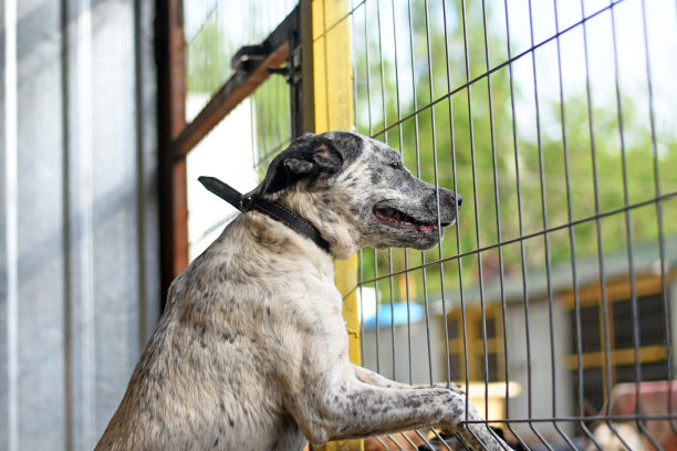 狗正透过栅栏往外看。图片下载