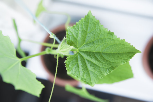 黄瓜幼苗。早期的幼苗，是在家里窗台上的盒子里由种子长成的。近距离图片下载