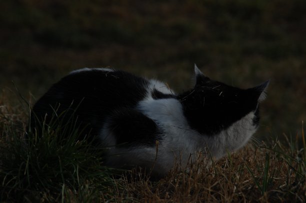 森林里的猫图片下载