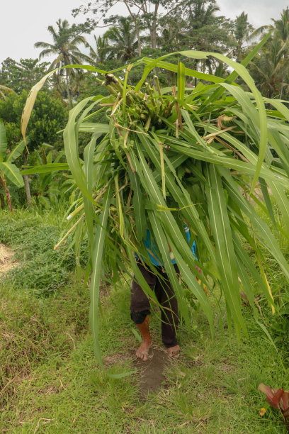 行走的老人头上顶着刚割下来的草，作为食物图片下载