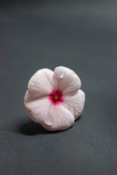 粉红色的花图片下载