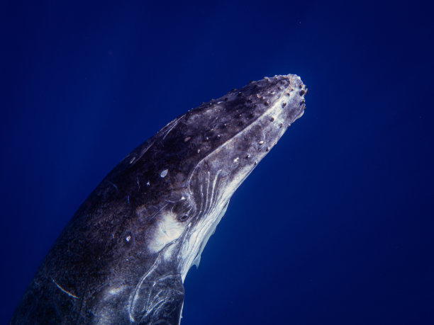 在蓝色海洋中游泳的鲸鱼的肖像。图片下载