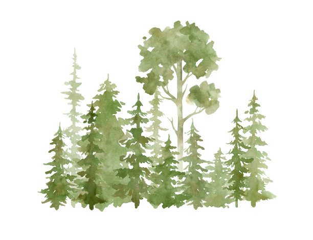 水彩画与常青树。森林元素为景观创造者。孤立的云杉，橡树，松树，冷杉树。松柏科的绿色森林图片下载