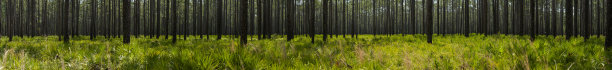 全景的背光松林与黑色的松树树干和锯棕榈下层图片下载