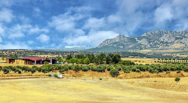 西班牙的橄榄树图片下载