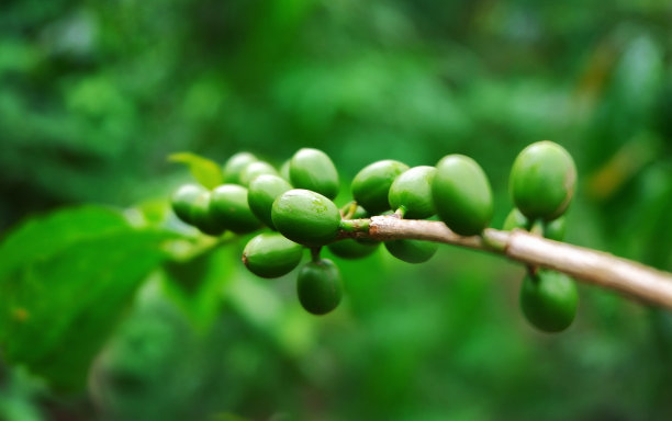 咖啡，从种植园到杯子图片下载