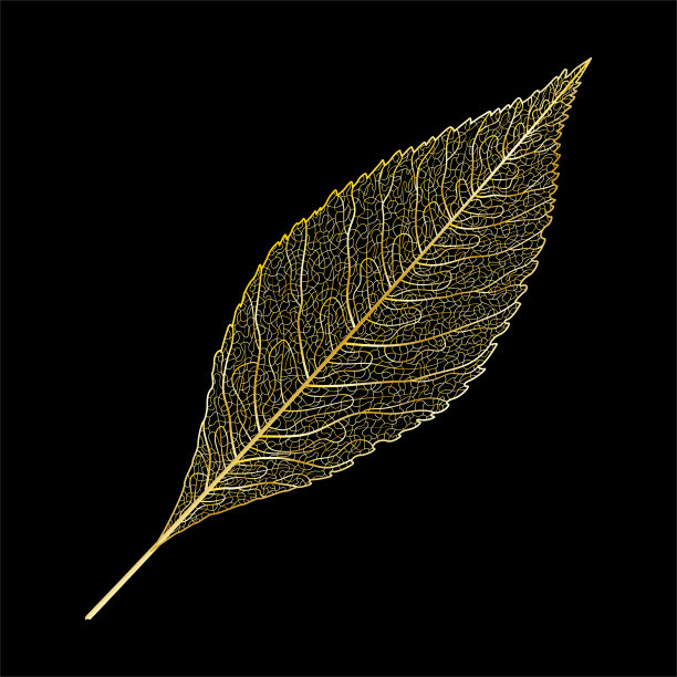 在黑色上孤立的金色叶脉。图片下载