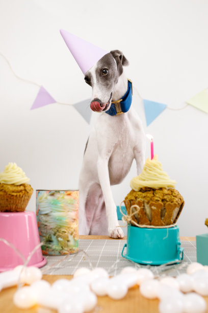 小狗在等生日蛋糕图片下载