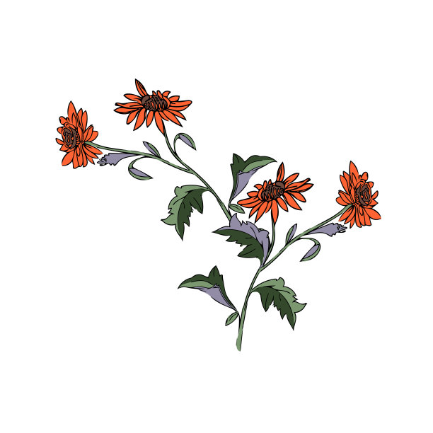 菊花分支图片下载