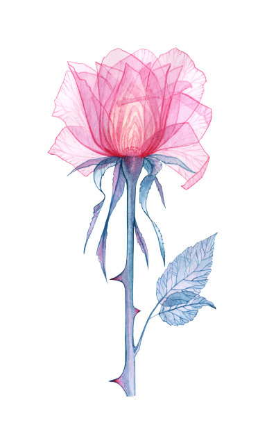 粉色透明的玫瑰图片下载