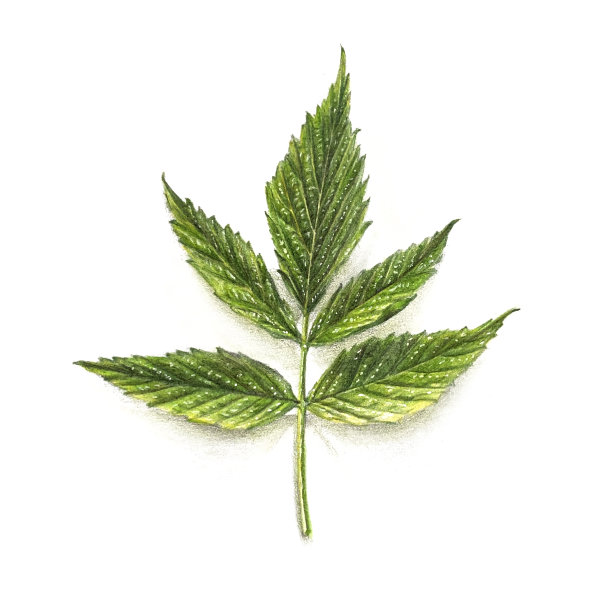 一个绿色的覆盆子叶子的插图。图片下载