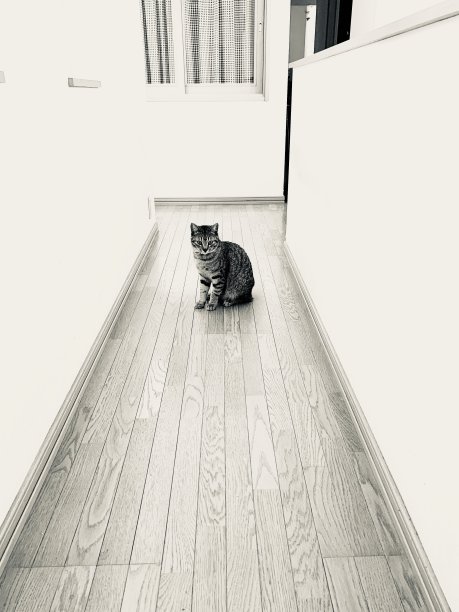 盯着猫图片下载