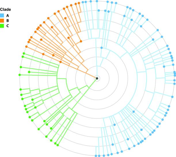 放射状图的病毒突变分支布局图片下载