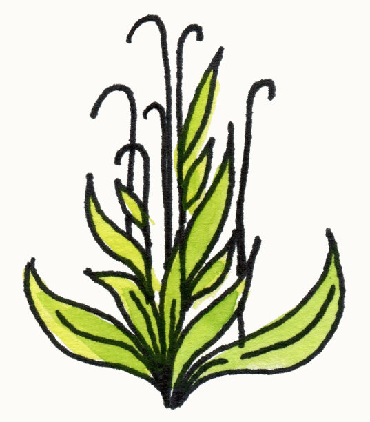 水彩手绘多汁盆栽。手绘仙人掌。水彩速写插图。图片下载