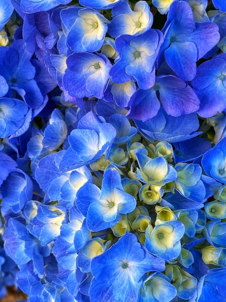 绣球花花图片下载