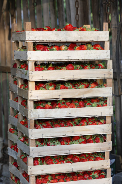 板条箱里的草莓图片下载