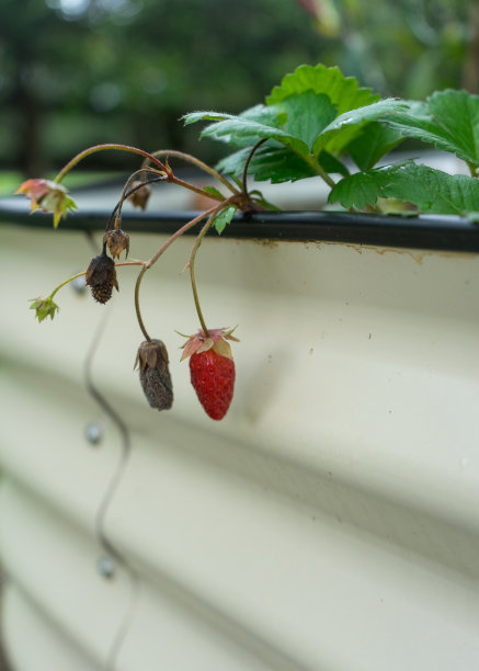 近距离照片的草莓植物在一个波纹金属播种机图片下载