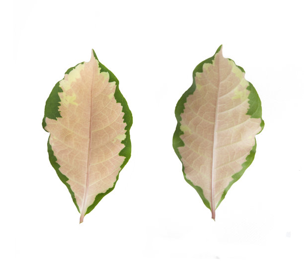 漫画植物，金色的叶子。pictum植物。假黄菊植株叶孤立在白色背景上。粉红色树叶的正面和背面照片。用于宗教仪式。图片下载