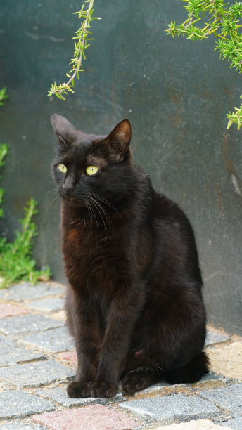 猫在公园里看东西的样子图片下载