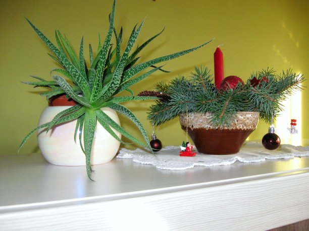 芦荟和节日装饰图片下载