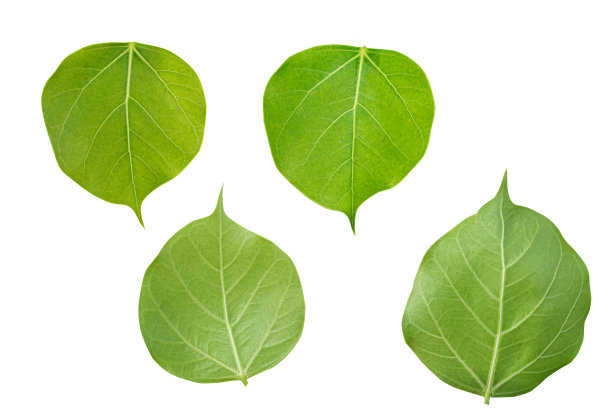 前后侧小菩提，榕树隔离图片嵌入路径，便于编辑图片下载