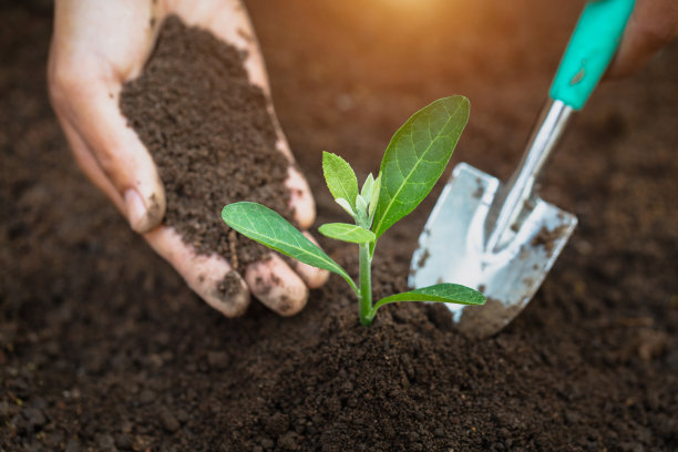世界环境日的理念是，爱护幼苗生长，保护世界，植树造林，减少全球变暖。图片下载