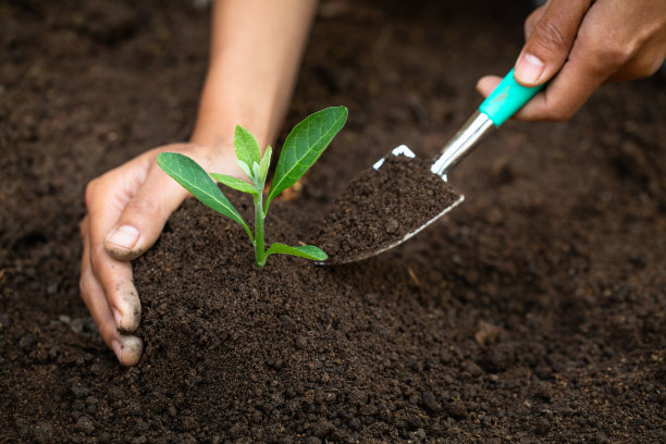 世界环境日的理念是，爱护幼苗生长，保护世界，植树造林，减少全球变暖。图片下载