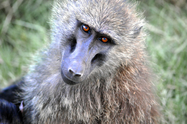 灵长类动物的目光图片下载