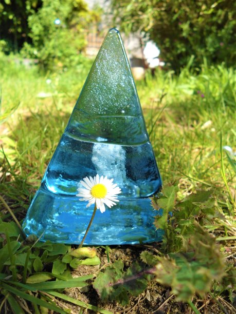 野外开花植物特写图片下载