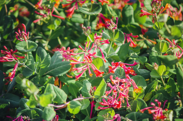鲜亮的大黄和金银花。美丽的夏天的背景。图片下载
