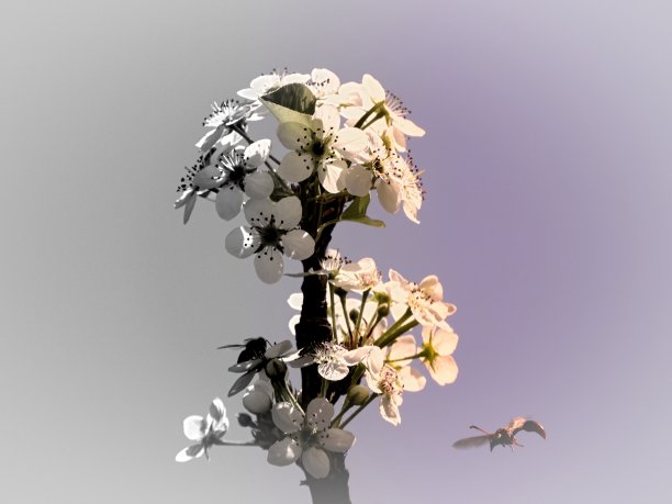 丰富多彩的植物景观。伟大的景观。图片下载