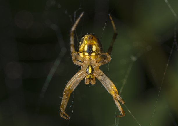 黄蜘蛛宏图片下载