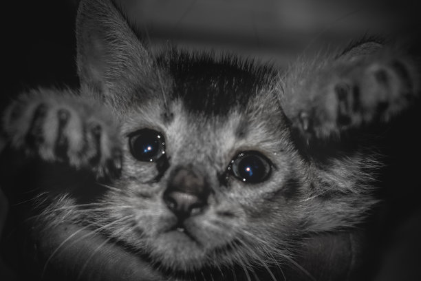 那只猫图片下载