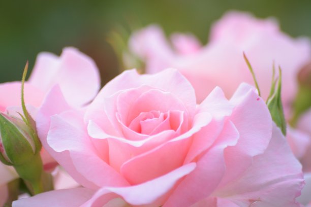 情人节照片素材ID：376536552