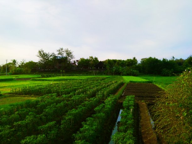 辣椒花园图片下载