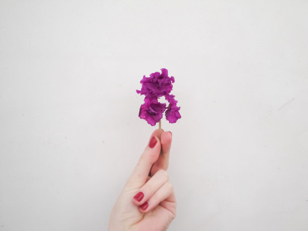 紫色和粉红色的花在一个女性的手上与红色的指甲。时尚的手艺术，淡紫色的花朵在女性的手指图片下载