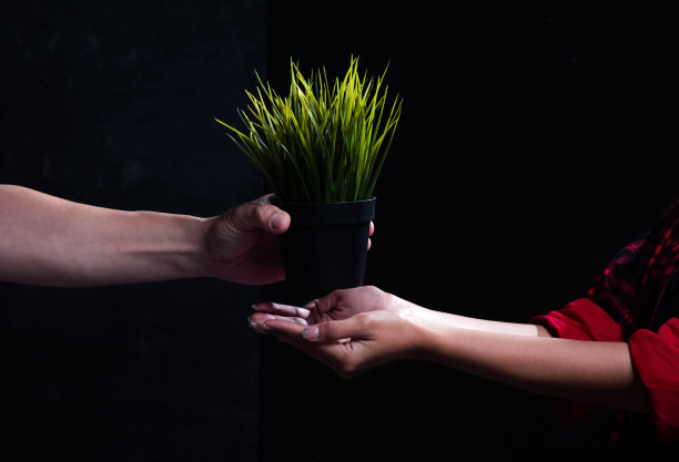 绿色的花盆在黑色的背景上，由男人的手送到女人的手图片下载