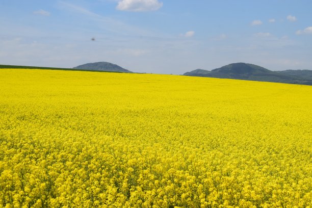 双山和黄色的田野图片下载