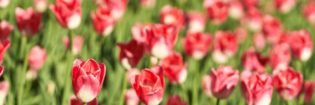 郁金香花圃。花园的背景。有许多花的公园图片下载