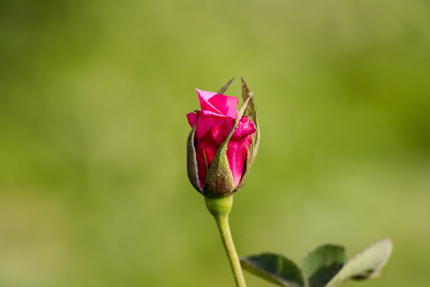 红玫瑰图片下载