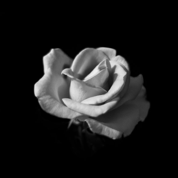单色玫瑰孤立在黑色背景-软焦点图片下载