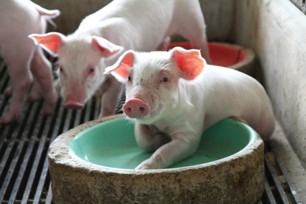 农场健康新生仔猪图片下载