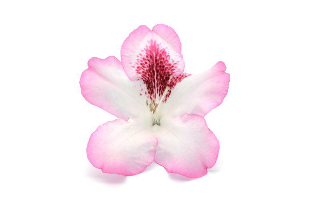 单瓣白色粉红色杜鹃花。孤立的背景。图片下载